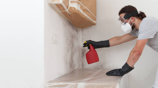 Professional Black Mold Removal technician working in Edison, NJ